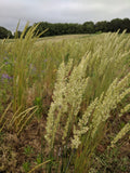 Field of tall grass with trees in the background and seeded stalks in the foreground