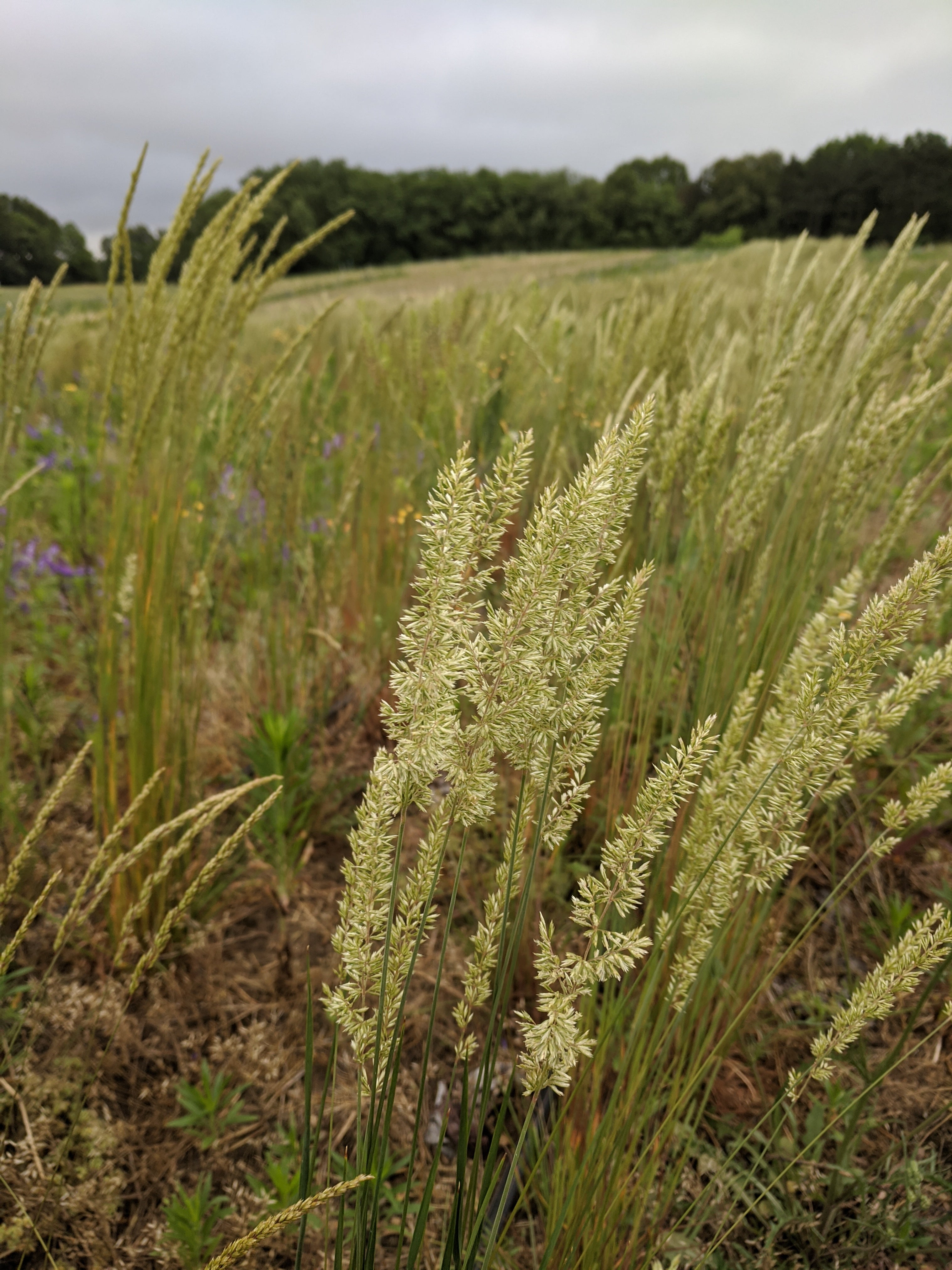 Field of tall grass with trees in the background and seeded stalks in the foreground