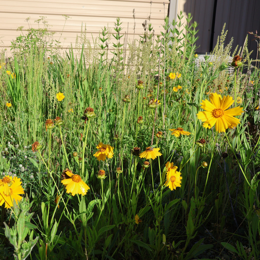 Yellow flowers in a garden with a building in the background