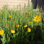 Yellow flowers in a garden with a building in the background