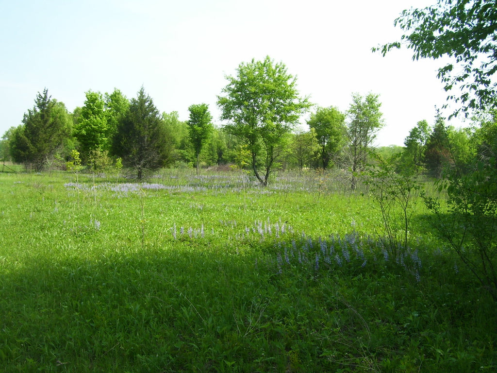Small green field with trees and purple flowers under a clear sky