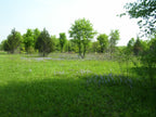 Small green field with trees and purple flowers under a clear sky