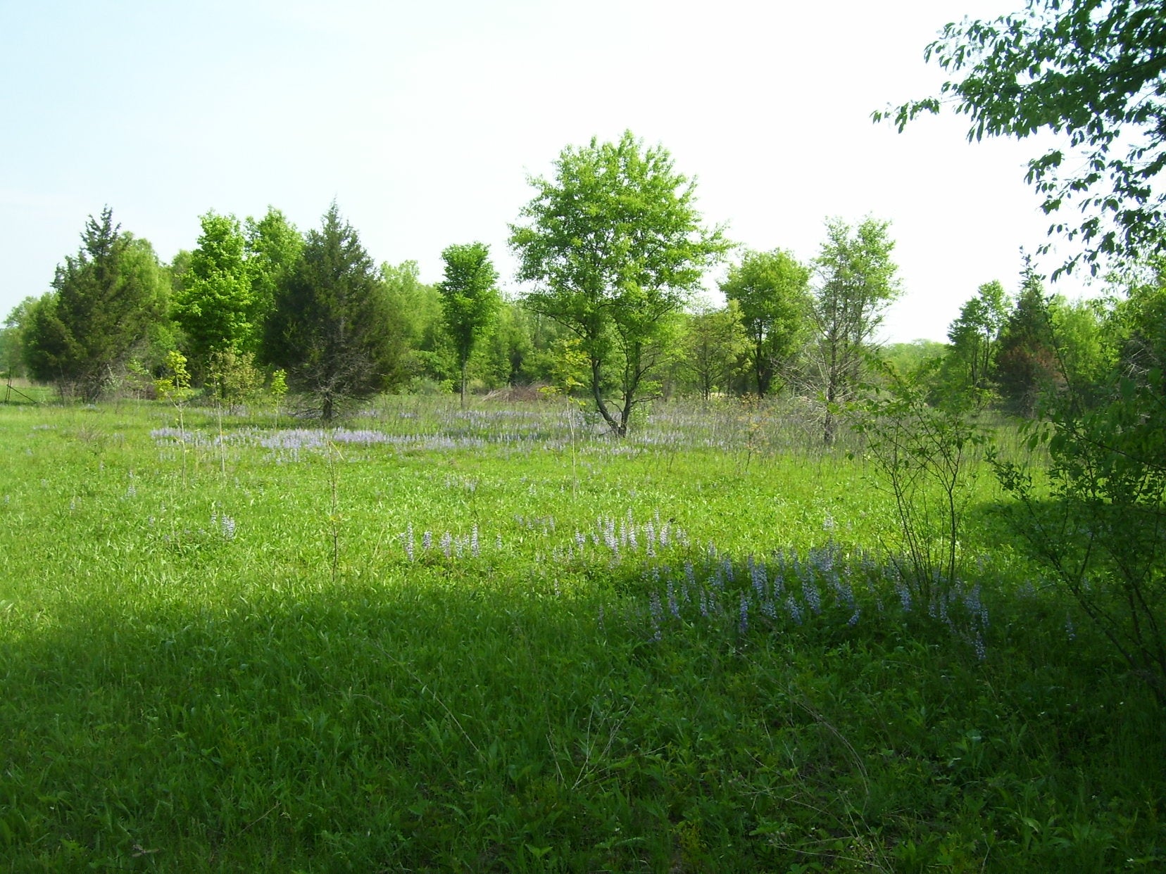 Small green field with trees and purple flowers under a clear sky