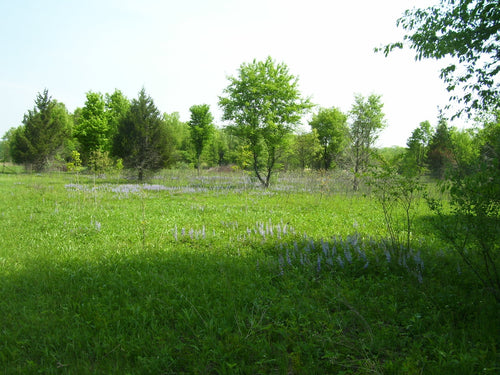 Small green field with trees and purple flowers under a clear sky