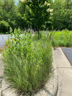 Tall grasses and wildflowers growing along a sidewalk with trees in the background