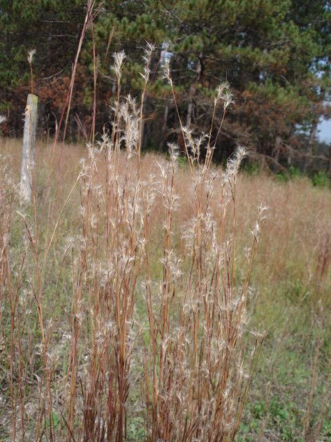Tall dry grasses with fluffy seeds with trees in background