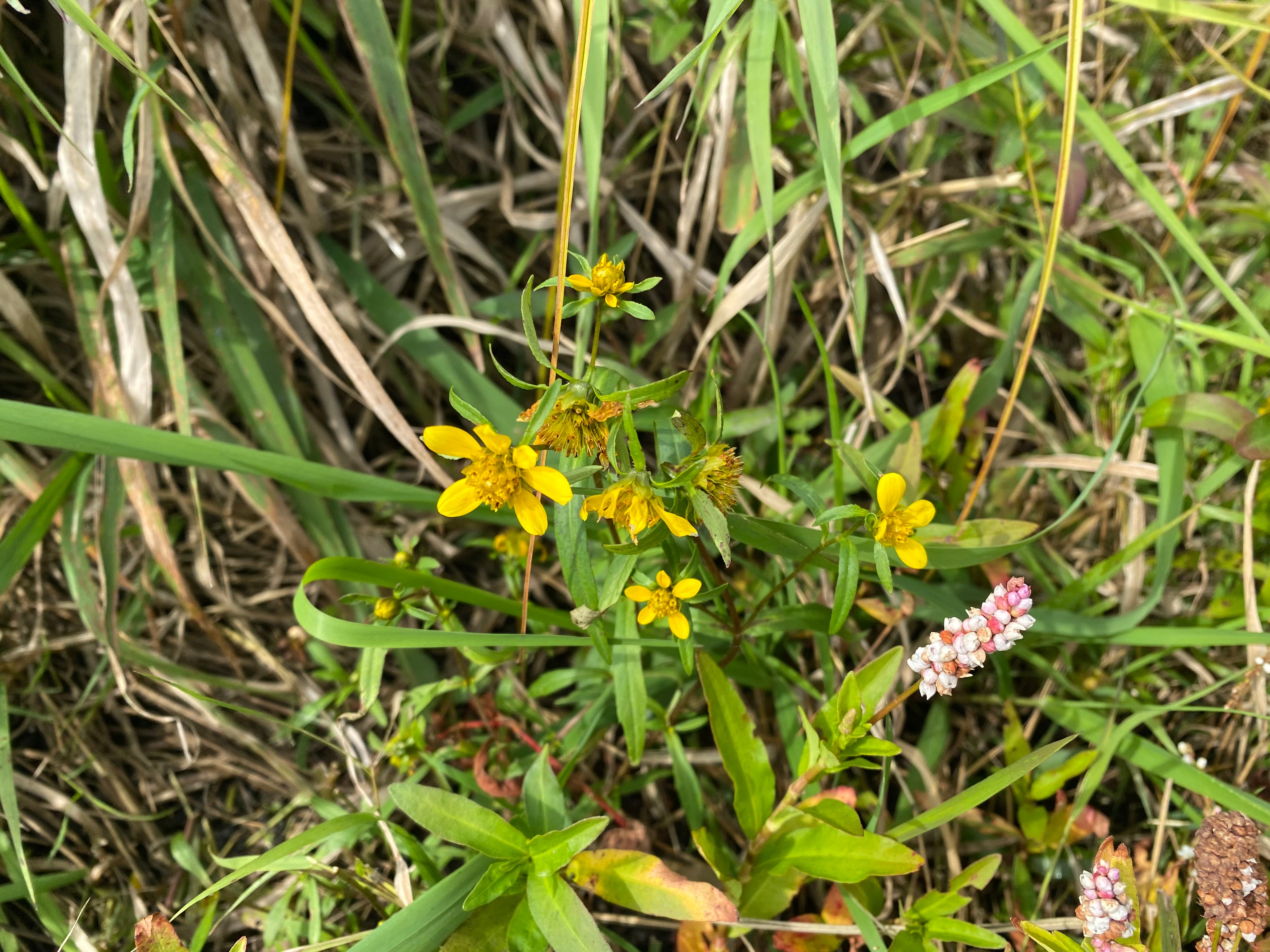 Yellow flowers among green grass and plants