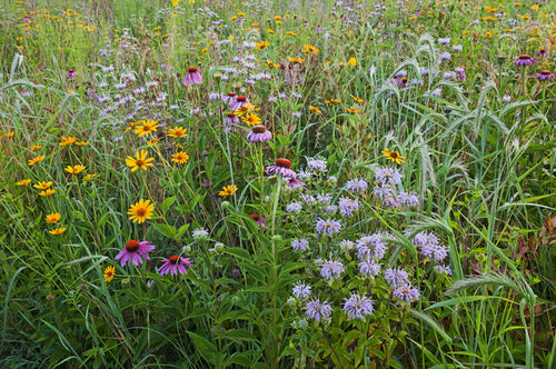 Wildflower meadow with a variety of flowers including purple and yellow.