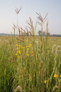 Tall grasses with yellow flowers in a field under a clear sky