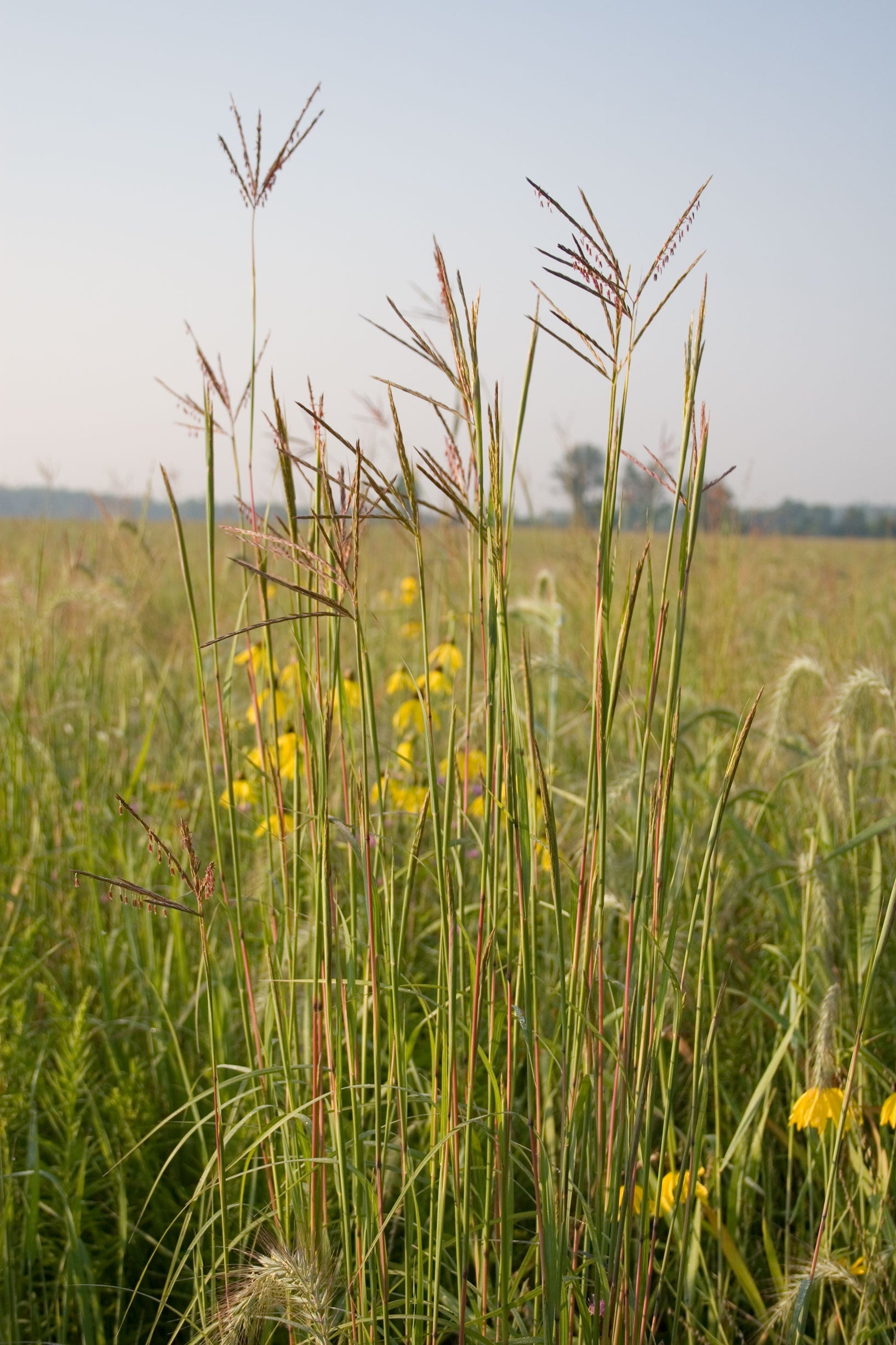 Tall grasses with yellow flowers in a field under a clear sky
