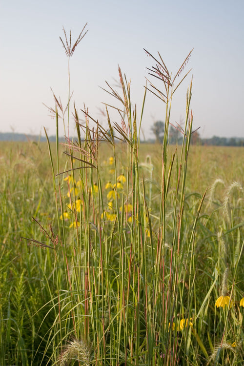 Tall grasses with yellow flowers in a field under a clear sky