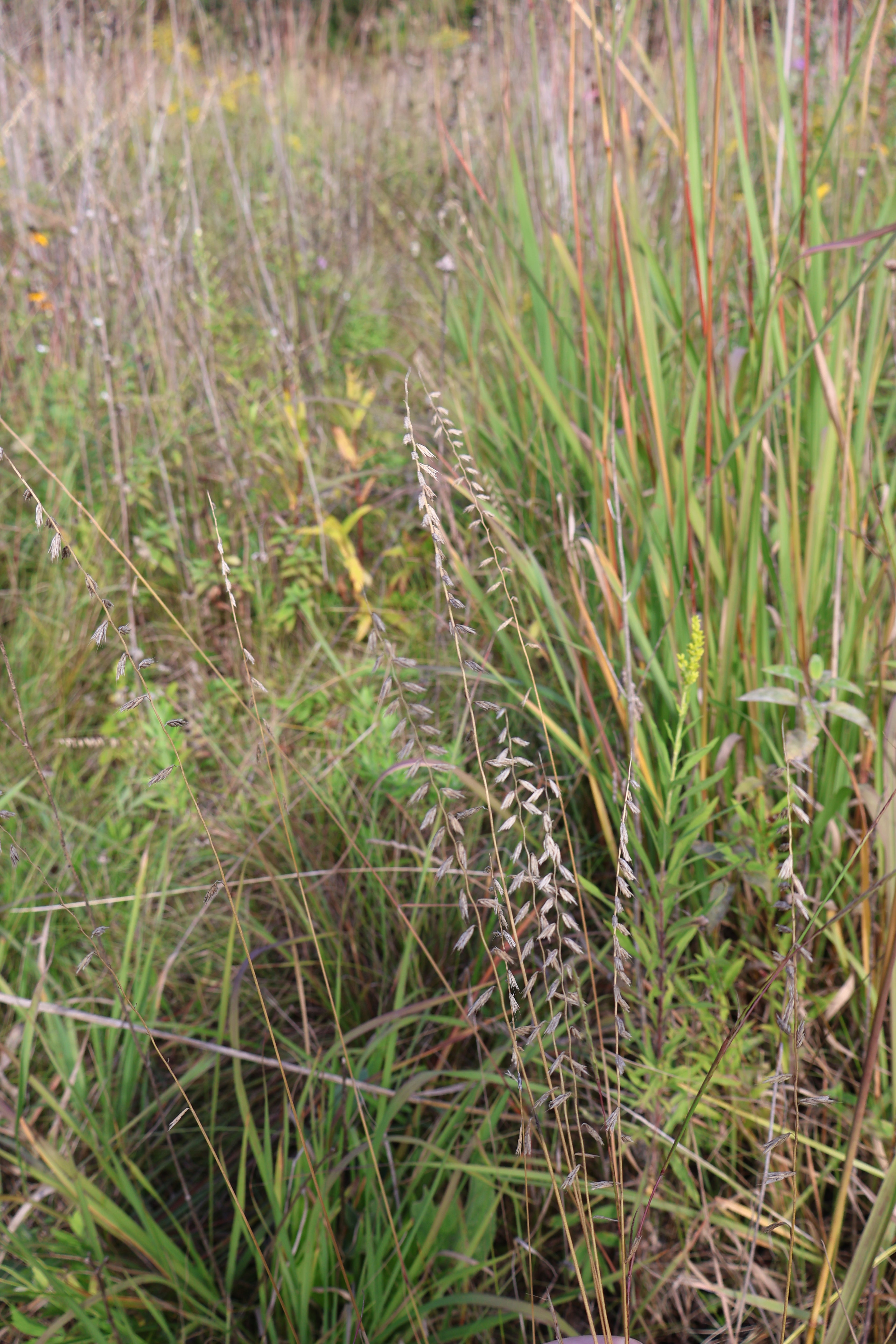 native grasses with seeds