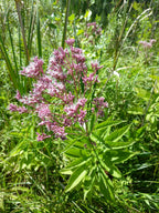 Pink flower clusters with green leaves in a natural setting