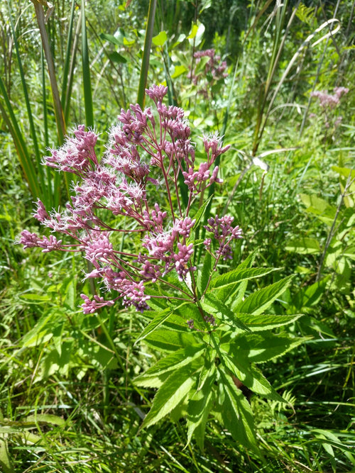 Pink flower clusters with green leaves in a natural setting