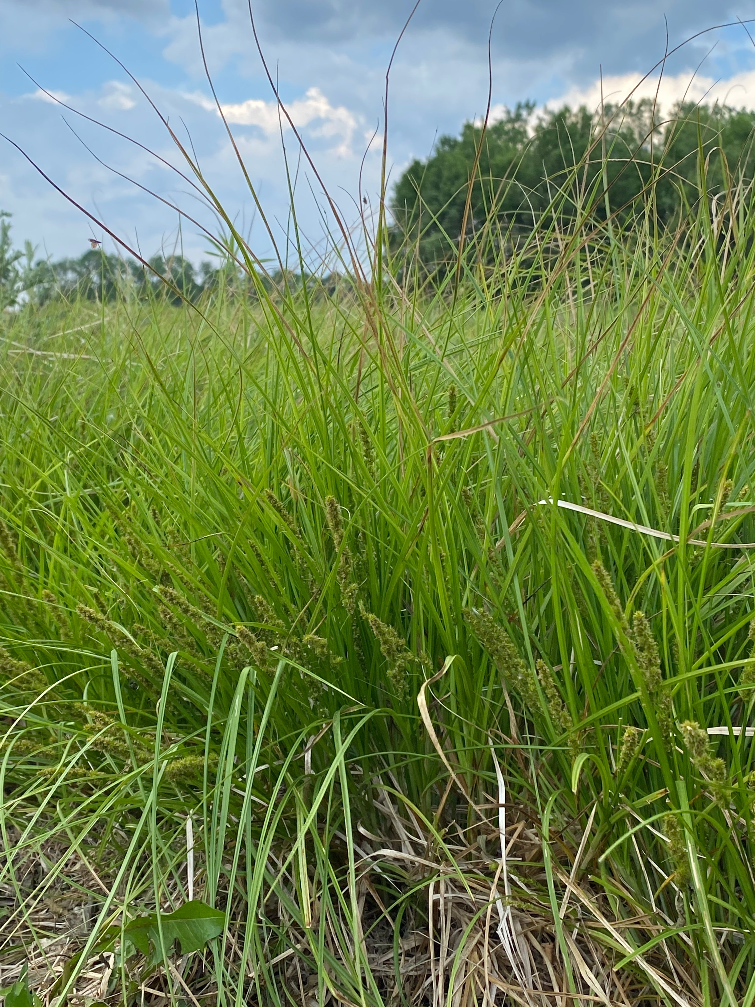 Tall lush green grass with a blue sky and trees in the background
