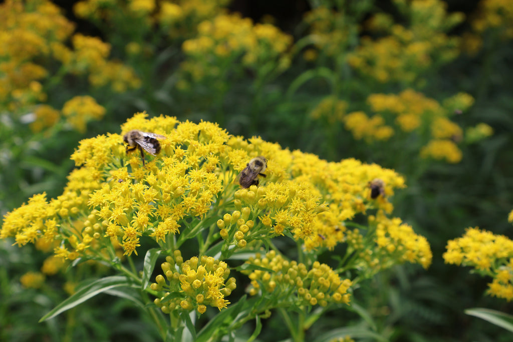Bees on yellow flowers with a blurred green background