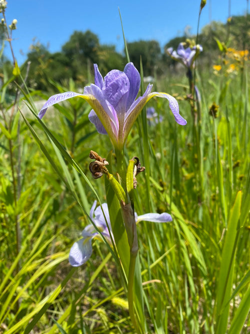 Purple flower in a field with green grass and blue sky