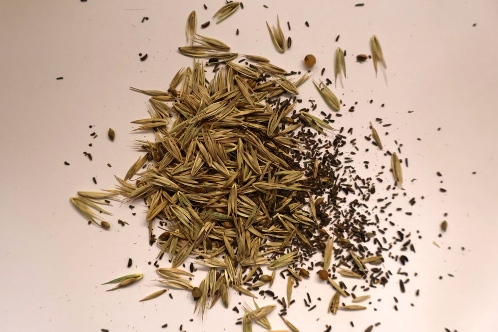 Small pile of native woodland seeds on a light background