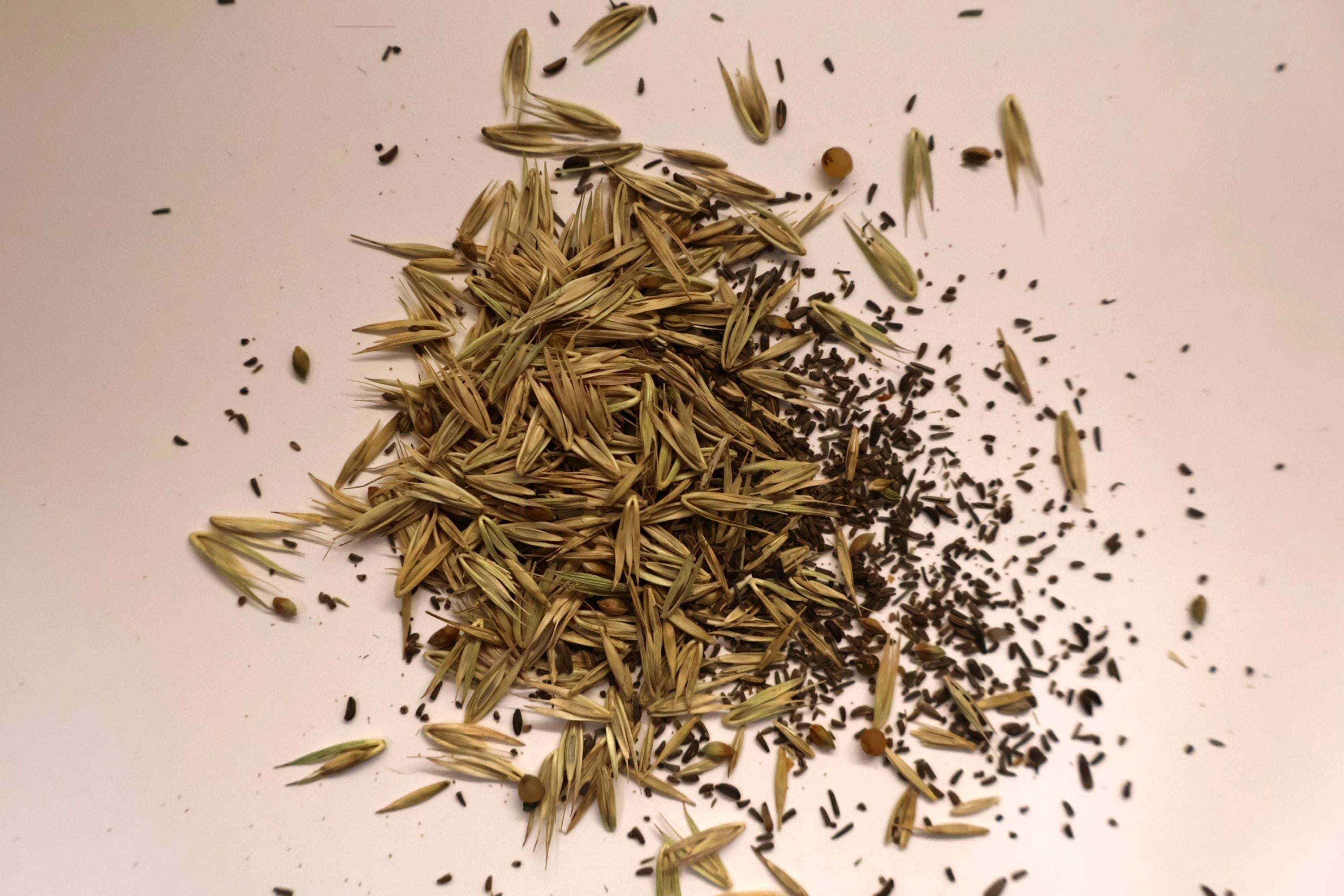 Small pile of native woodland seeds on a light background