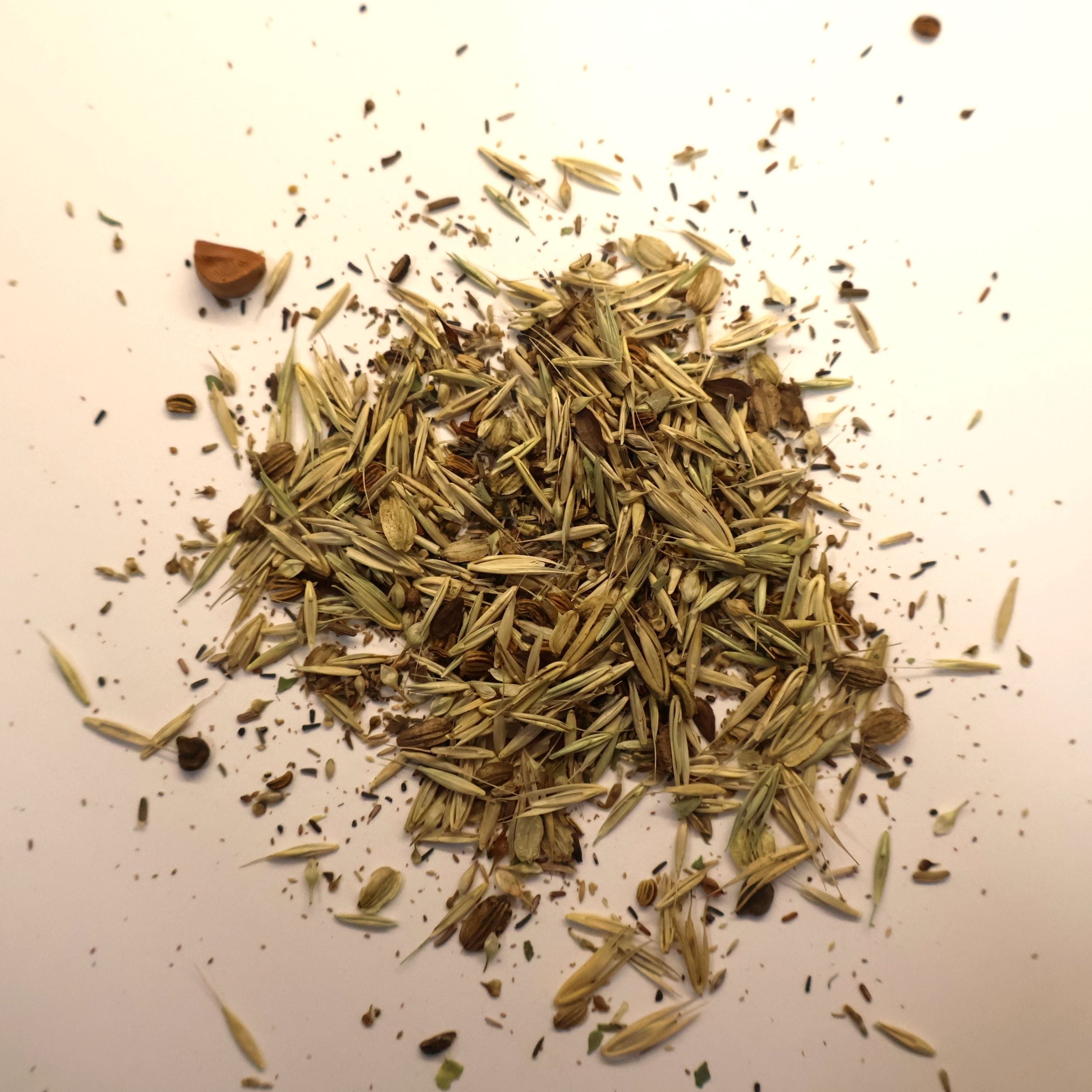 Small pile of native wet meadow seeds on white background