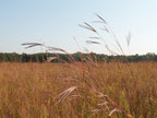 Tall grasses swaying in a field with a clear blue sky and distant trees.