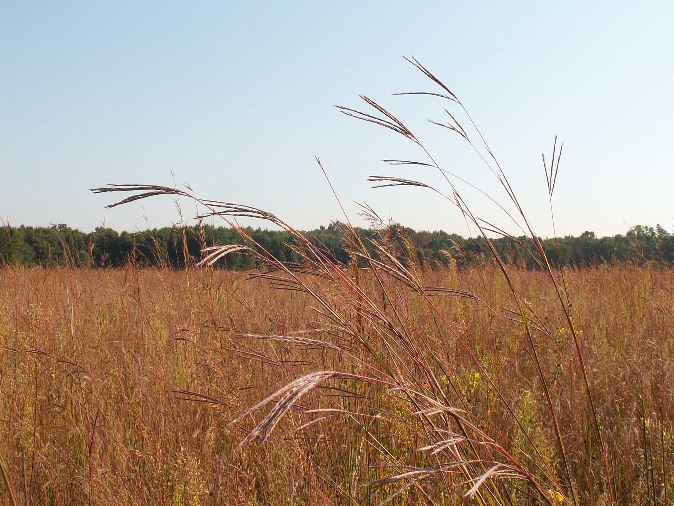 Tall grasses swaying in a field with a clear blue sky and distant trees.
