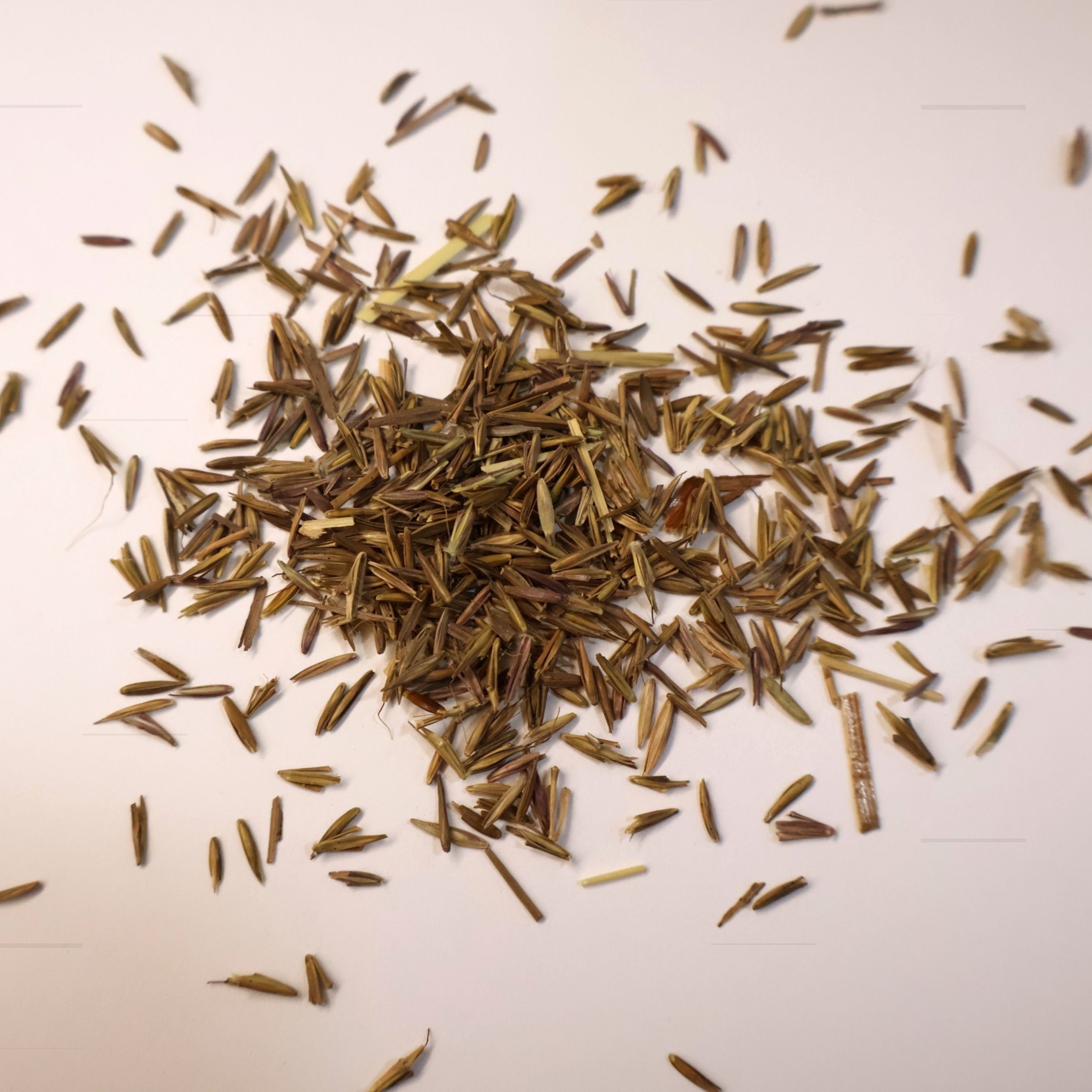 Big Bluestem Grass seeds in a small pile on white background