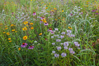 Wildflower meadow with a variety of grasses and multi colored flowers