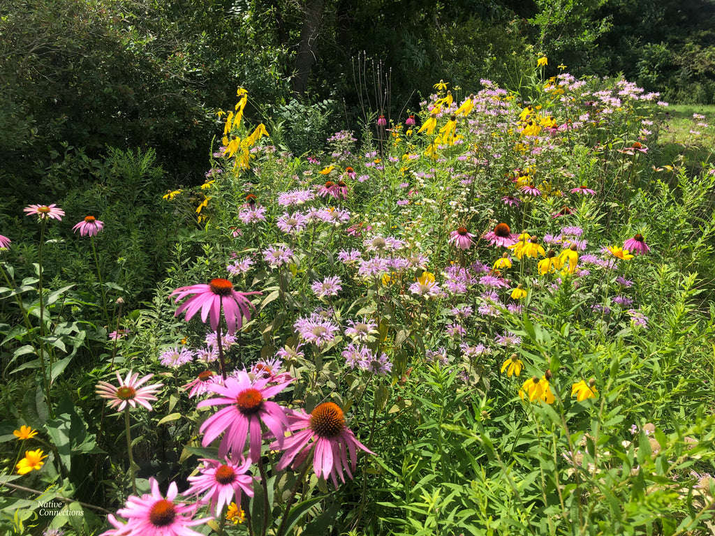 pink, purple and yellow flowering plants