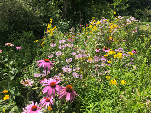 pink, purple and yellow flowering plants