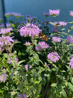 Light purple flowers with a butterfly on a clear blue background