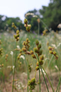 Tall grasses with seed heads with meadow and trees in the background