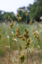 Tall grasses with seed heads with meadow and trees in the background