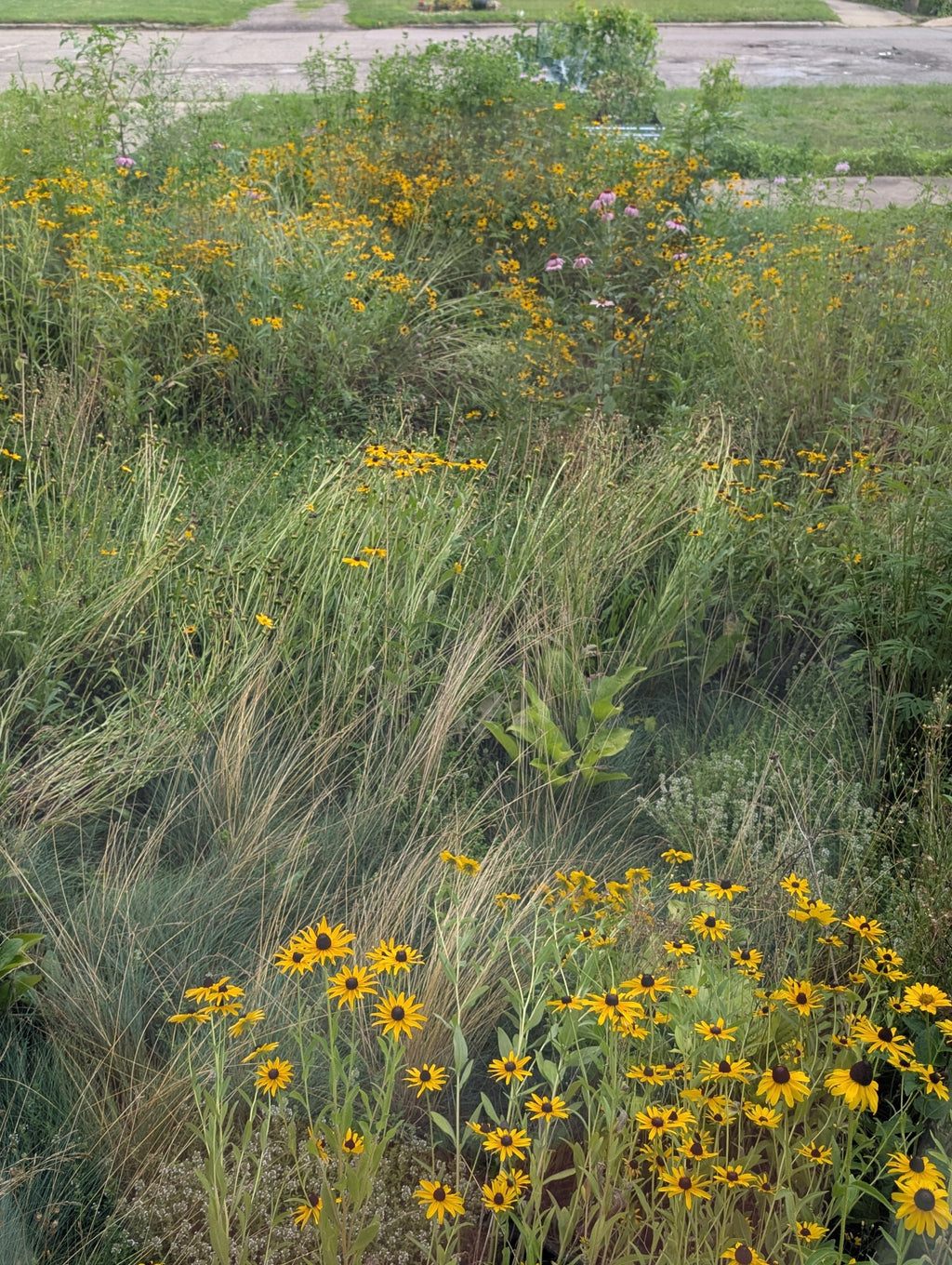 Wildflower garden with tall grass and yellow flowers in a neighborhood