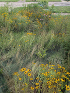 Wildflower garden with tall grass and yellow flowers in a neighborhood