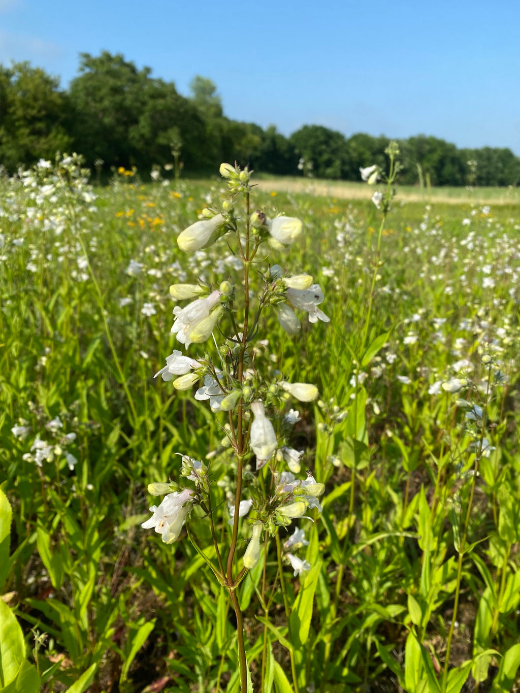 Field of white flowers with a clear blue sky and green trees in the background