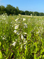 Field of white flowers with a clear blue sky and green trees in the background