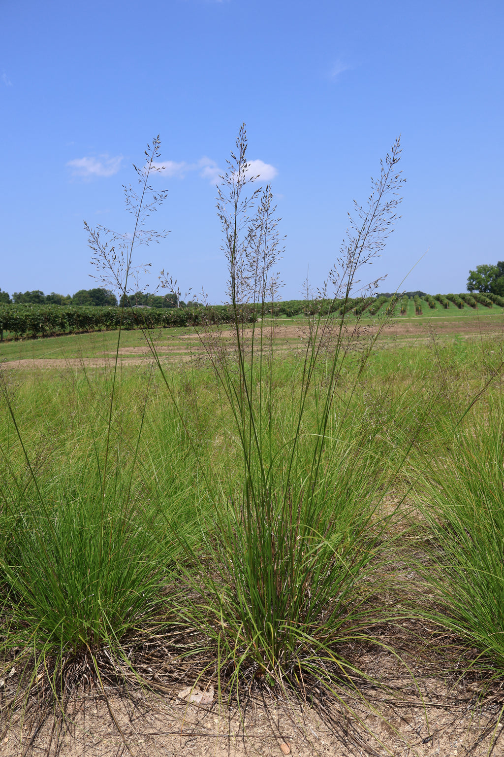 Tall grasses swaying in the wind against a clear blue sky.