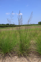 Tall grasses swaying in the wind against a clear blue sky.