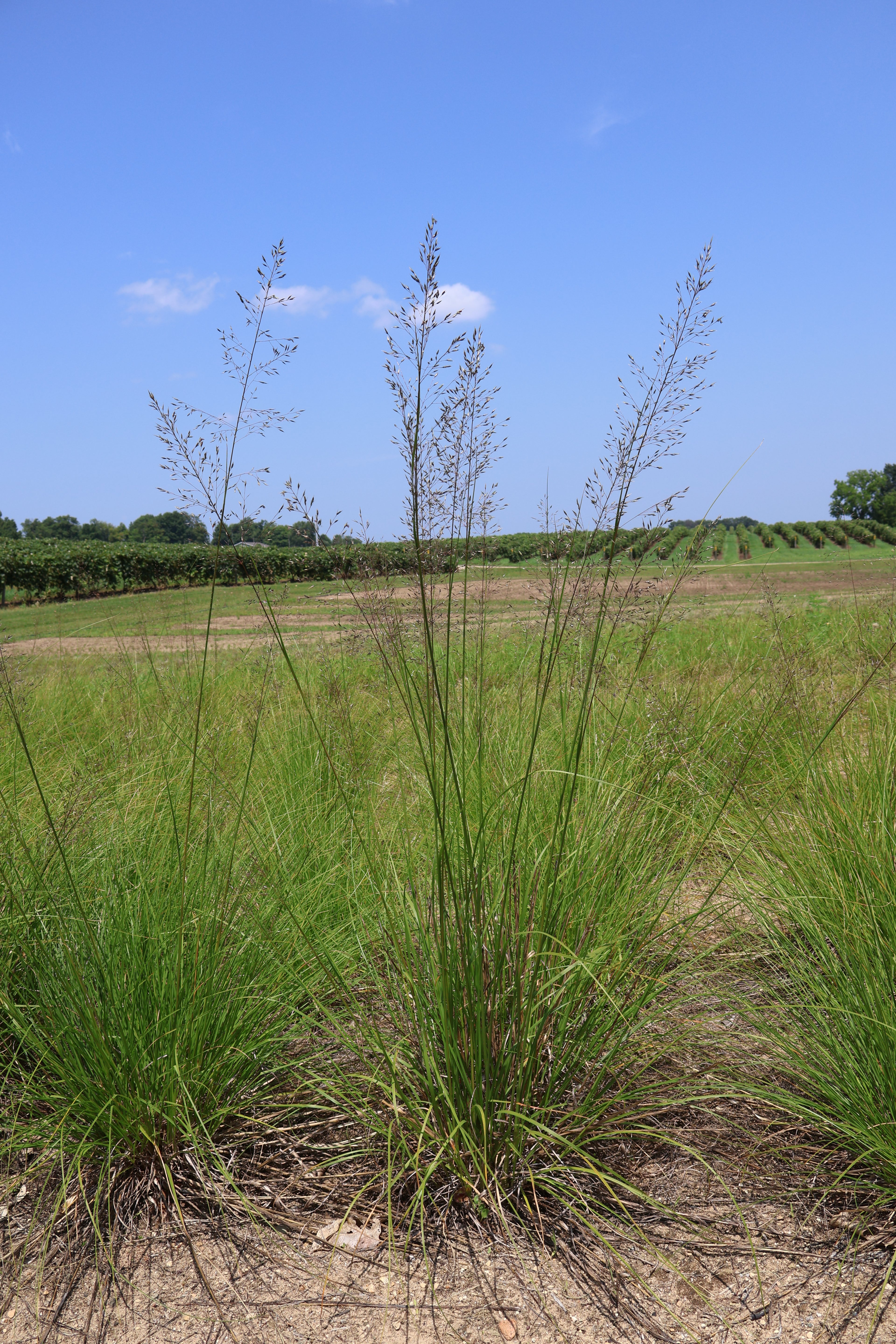 Tall grasses swaying in the wind against a clear blue sky.