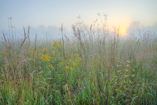 Field of tall grass and wildflowers on a foggy morning