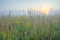 Field of tall grass and wildflowers on a foggy morning