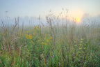 Field of tall grass and wildflowers on a foggy morning