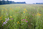 Large wildflower field with trees in the distance