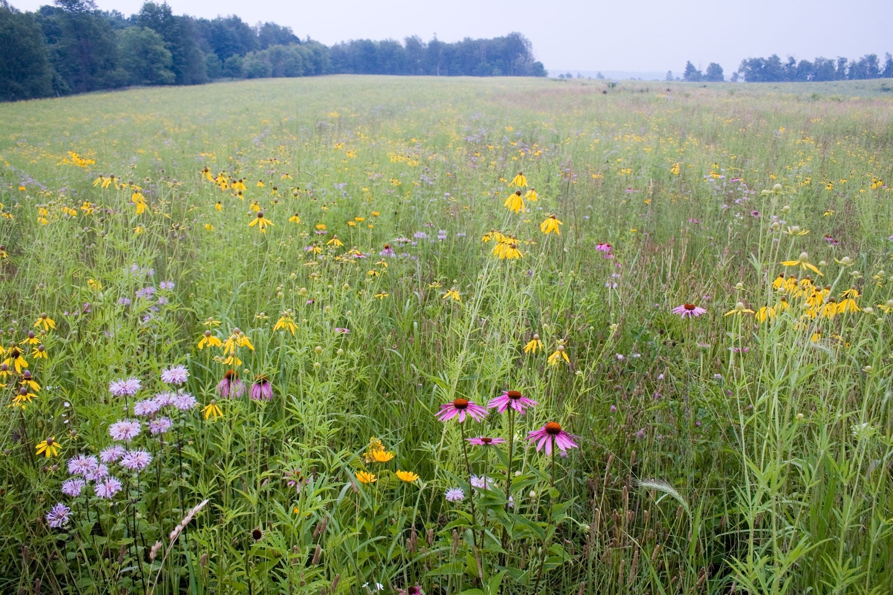 Large wildflower field with trees in the distance