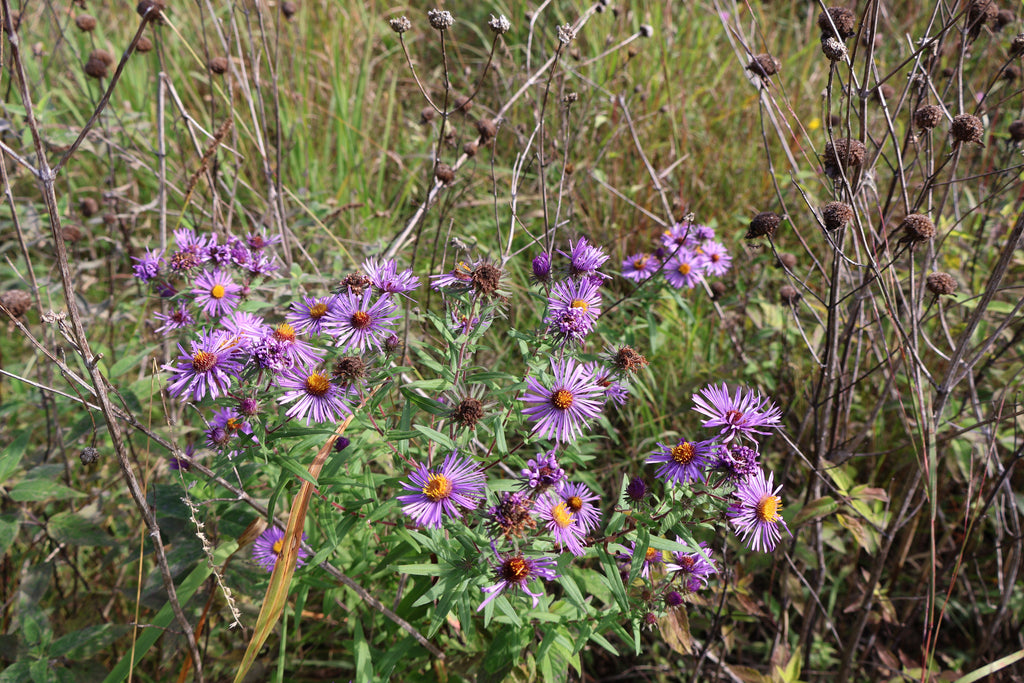 Purple wildflowers amidst dry grass and plants in a natural setting