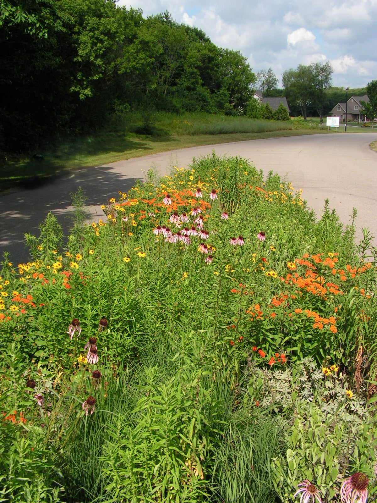 Floral garden with a road and trees in the background