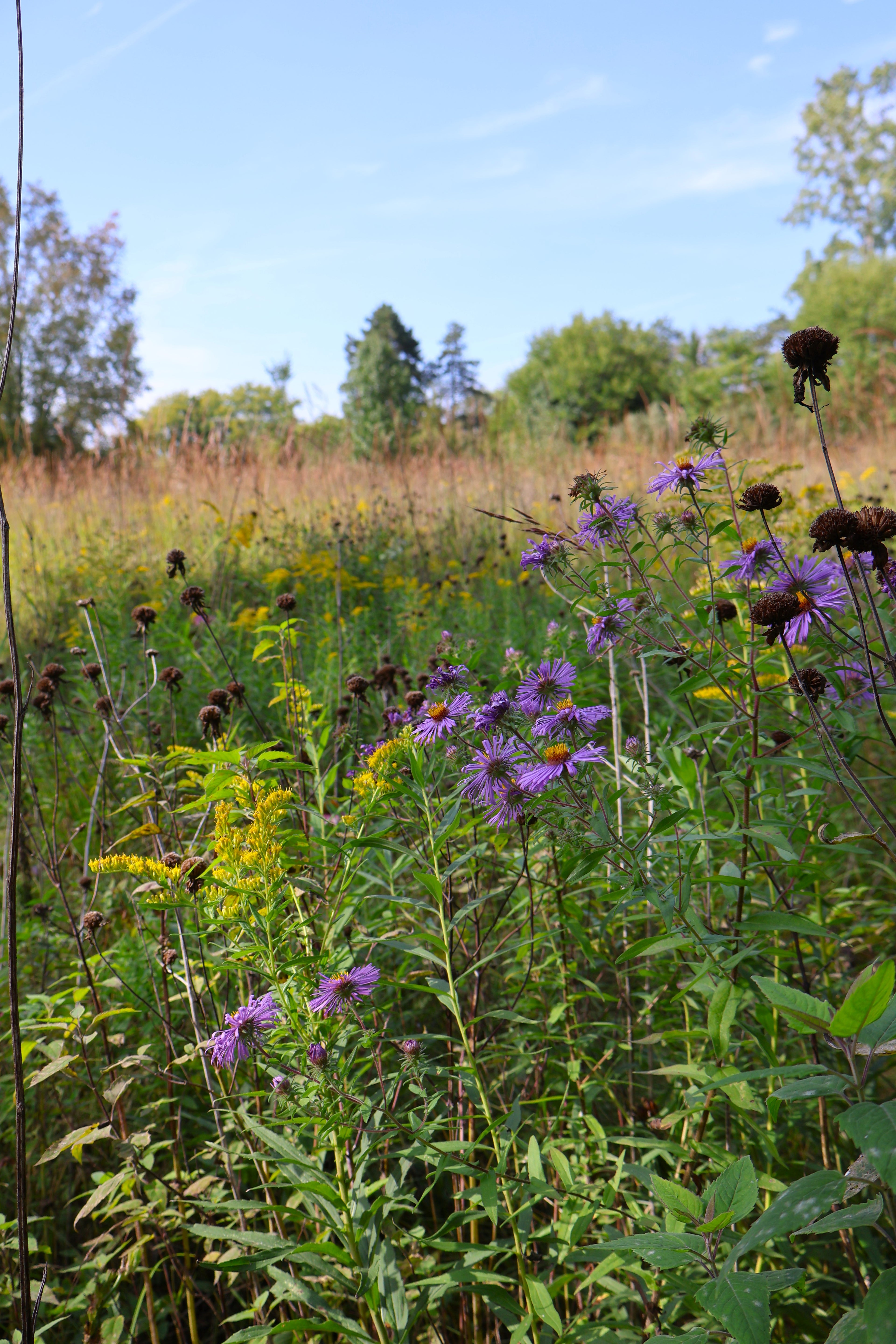 Wildflower field with purple flowers and green leaves under a blue sky.