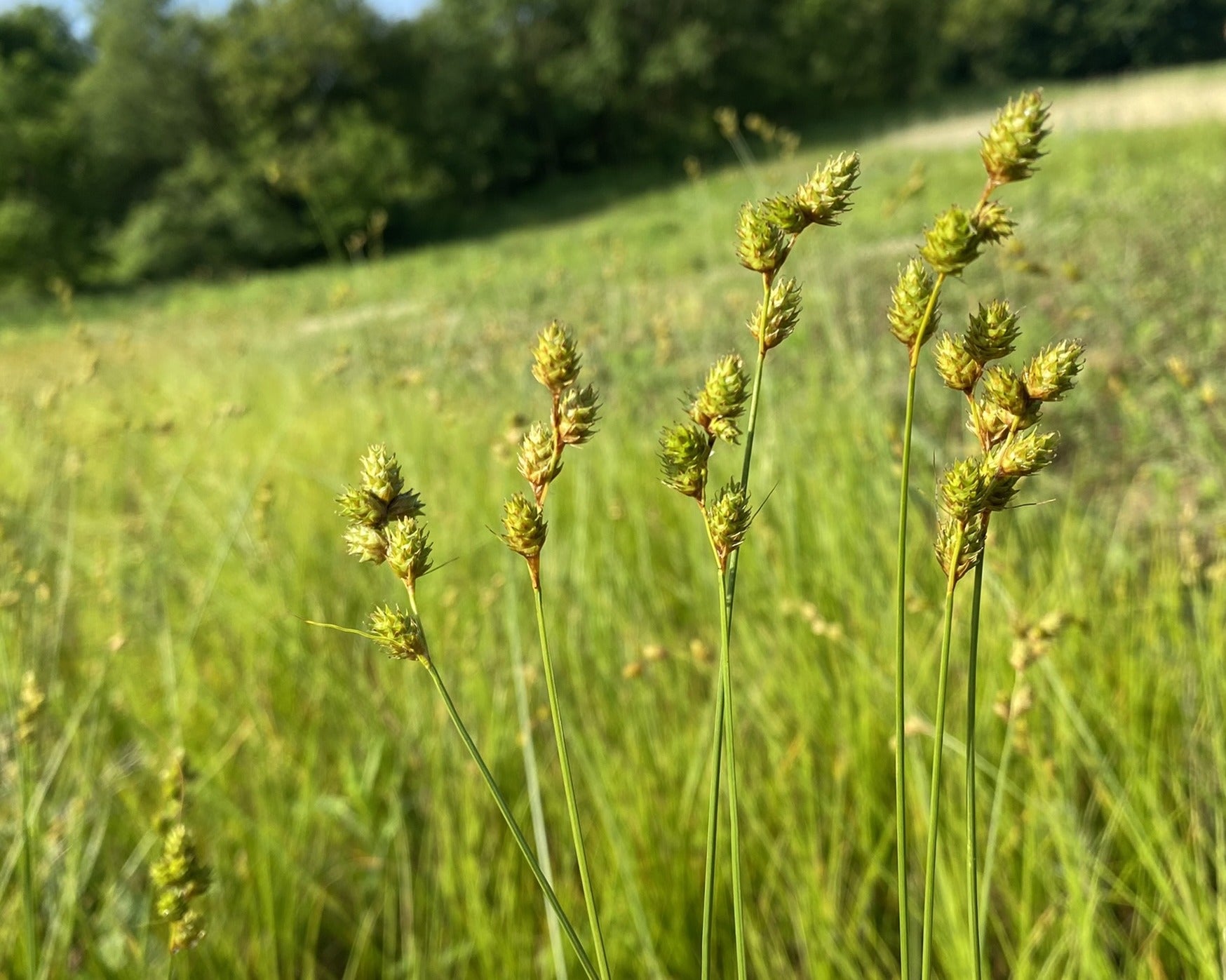 Tall grass with seed pods in a field