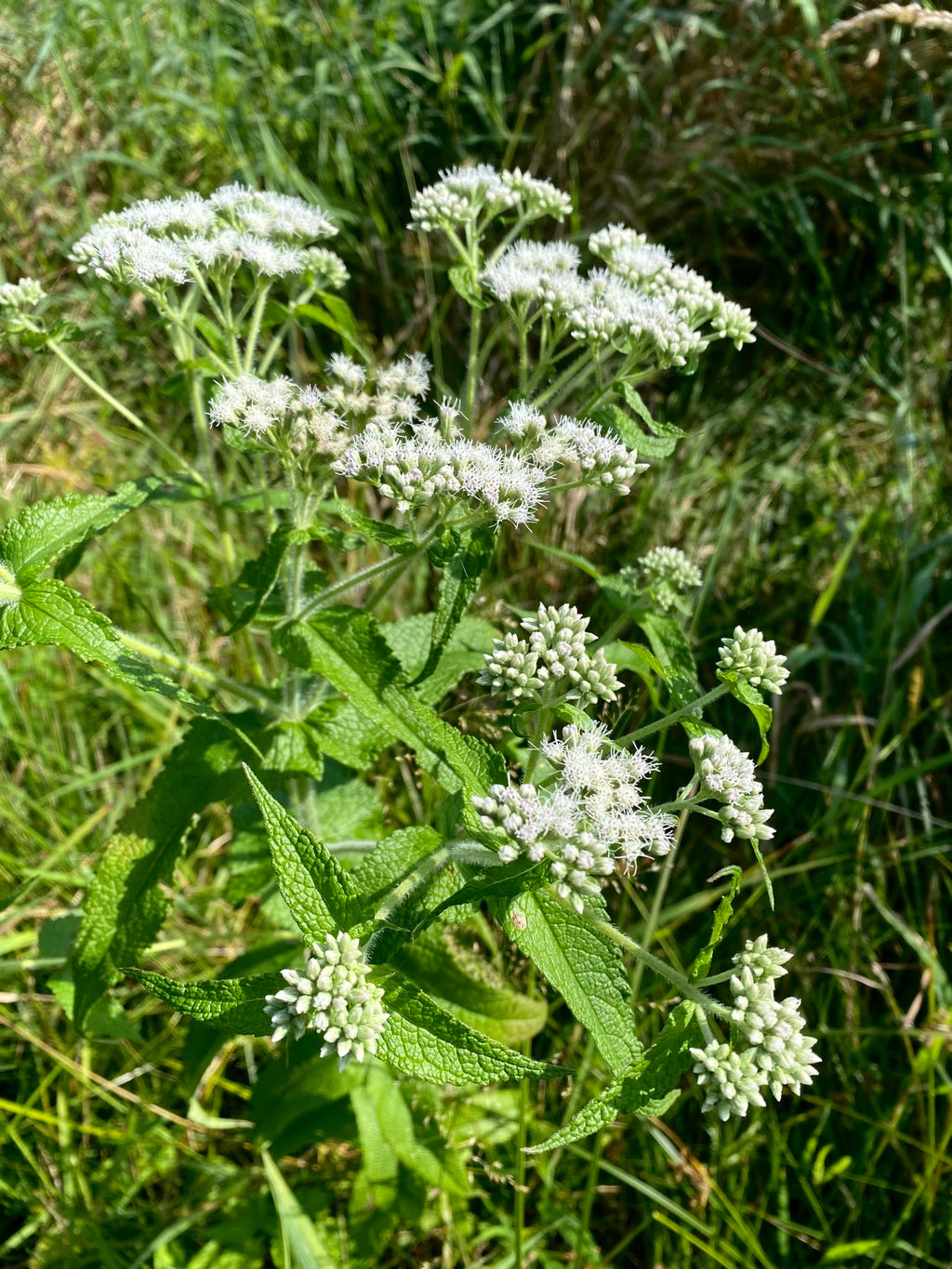 White flowering plant in a grassy area